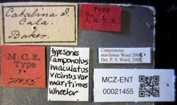 Media type: image;   Entomology 21455 Aspect: labels